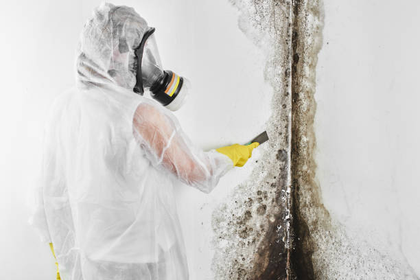 Best Basement Mold Remediation in West Jefferson, OH