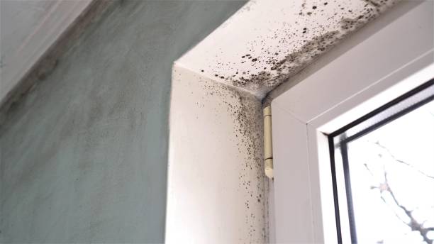 Best Mold Testing and Inspection Services in West Jefferson, OH