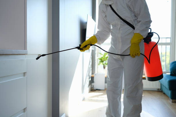 Best Insurance-Related Mold Remediation in West Jefferson, OH