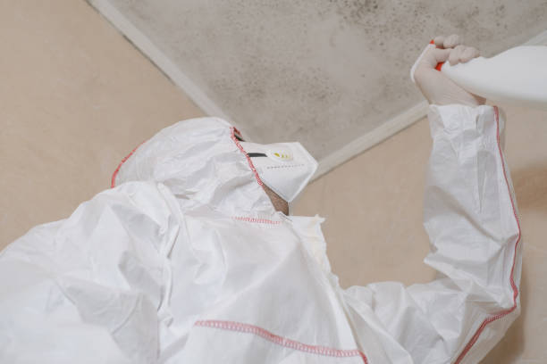 Best Localized Mold Remediation (e.g., coastal areas, humid climates) in West Jefferson, OH