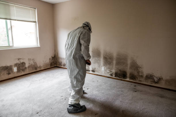 Best Residential Mold Remediation in West Jefferson, OH