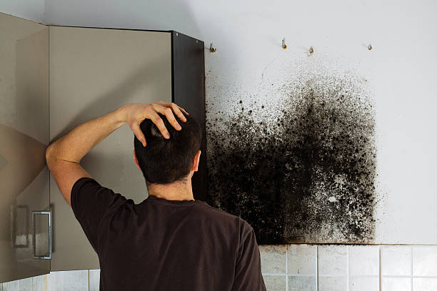 Best White Mold Remediation in West Jefferson, OH