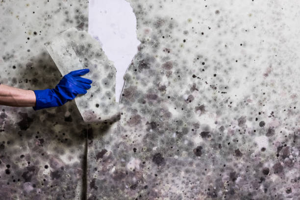 Best Bathroom Mold Remediation in West Jefferson, OH