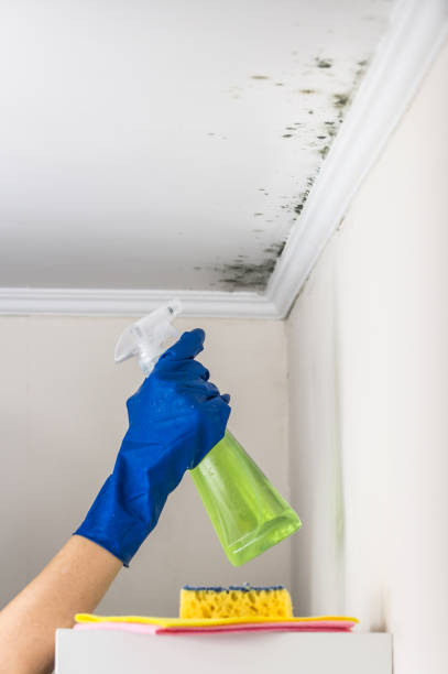 Trusted West Jefferson, OH Mold Remediation Experts